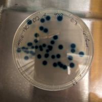 Some E. coli bacteria on a dish - courtesy of Tessa Andermann